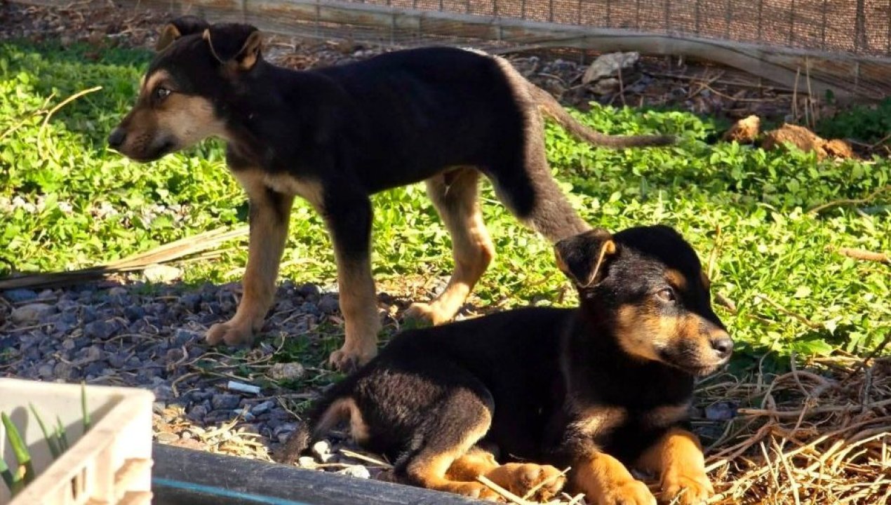 /municipalidad-de-tierra-amarilla-busca-hogar-para-siete-cachorros