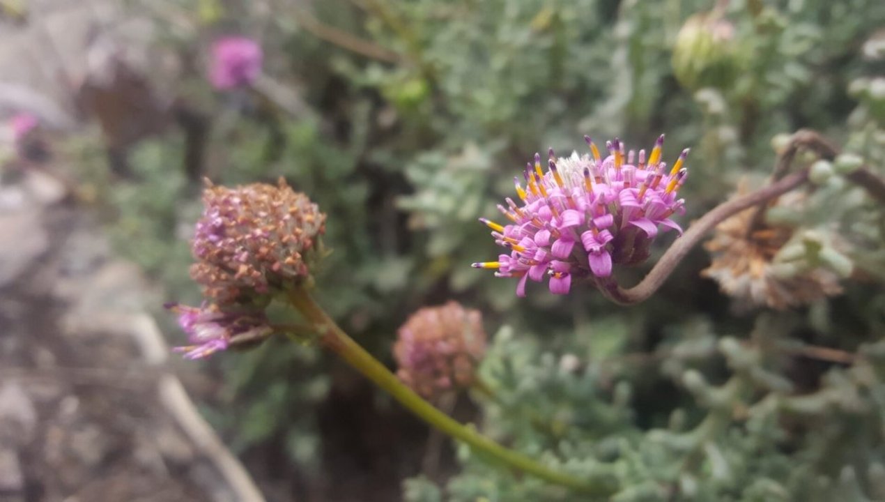 /local/conaf-llama-a-cuidar-la-flora-endemica-de-antofagasta