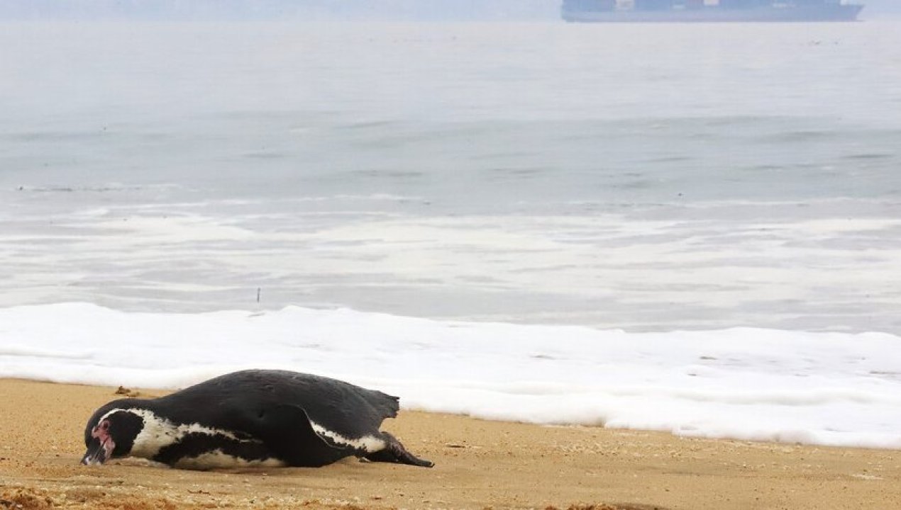 /emergencias-y-salud/influenza-aviar-en-chile-especialista-detalla-los-principales-cuidados