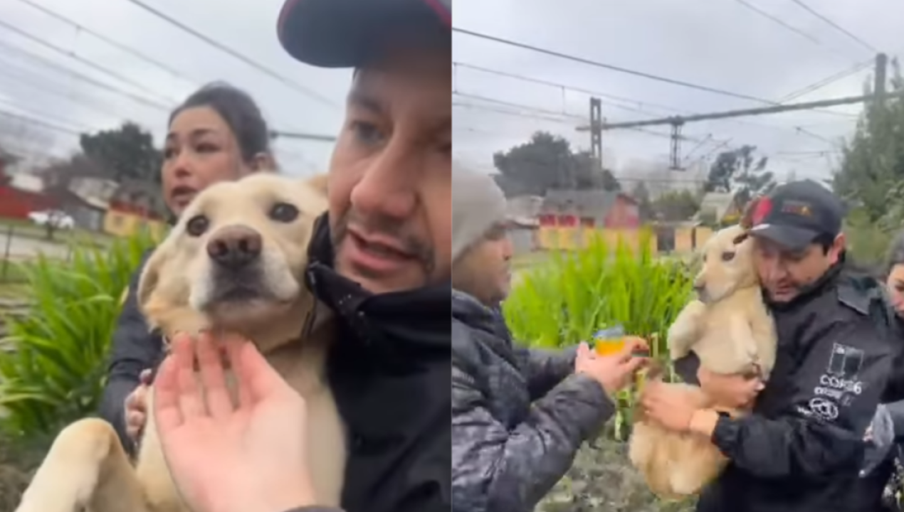 /regionales/region-del-biobio/encuentran-a-lucia-la-perrita-que-huyo-tras-la-muerte-de-su-dueno