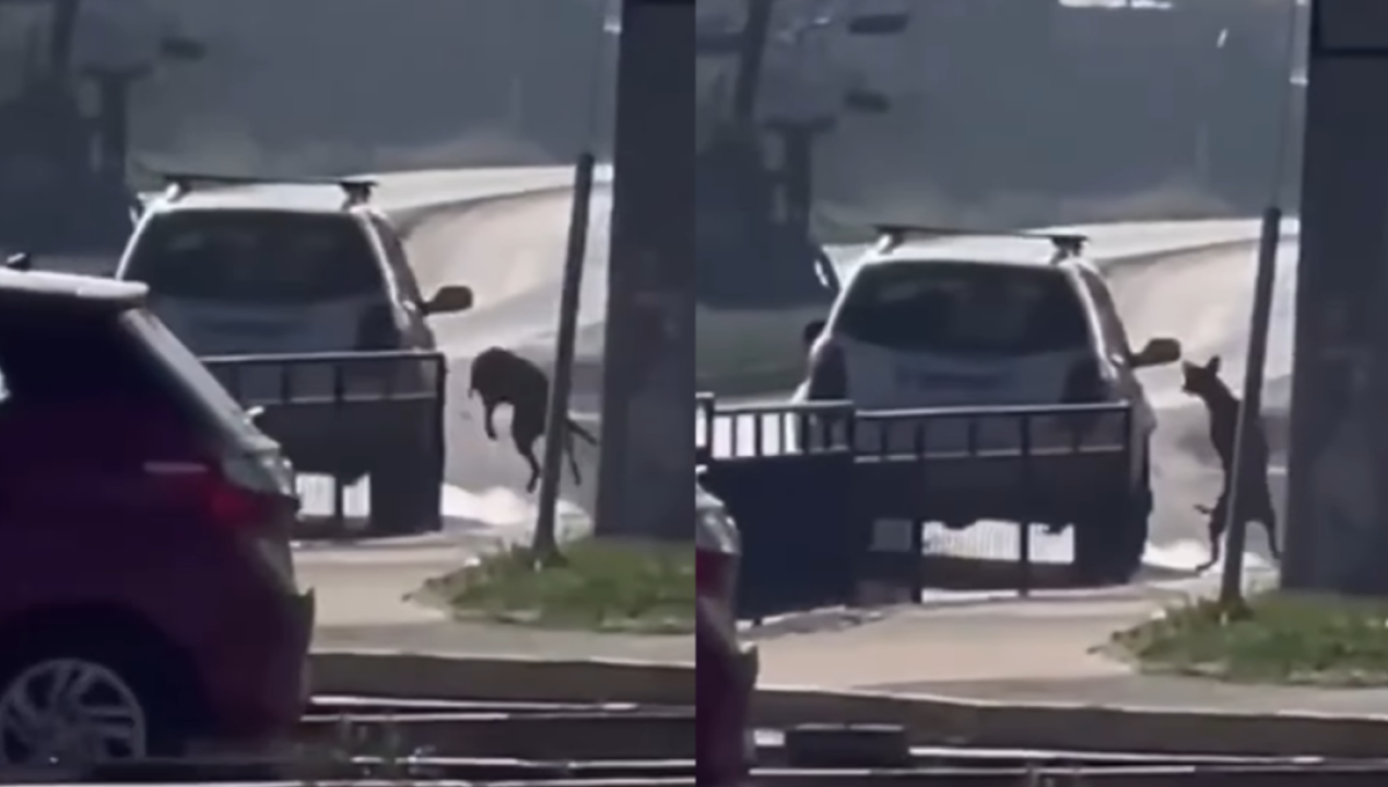 /regionales/region-de-ohiggins/testigos-acusan-a-sujeto-de-arrastrar-a-un-perro-hasta-un-servicentro-en