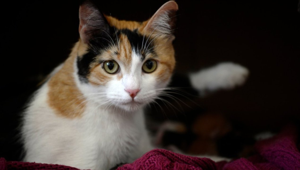 /regionales/biobio-joven-habria-admitido-matar-a-gata-de-su-abuela-y-termino-arrestado