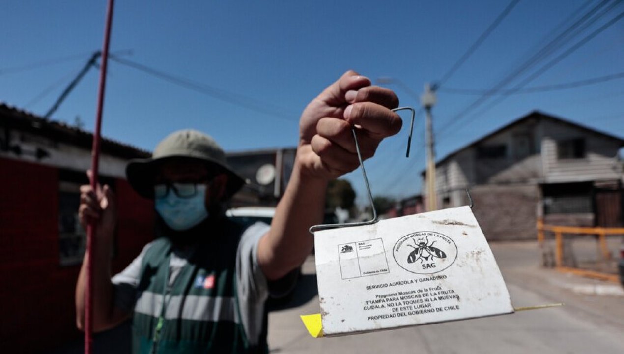 /actualidad/agricultura/agricultura-informa-50-de-avance-en-erradicacion-de-brotes-de-mosca-de-la